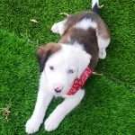 A puppy lies on green turf, looking up at the camera