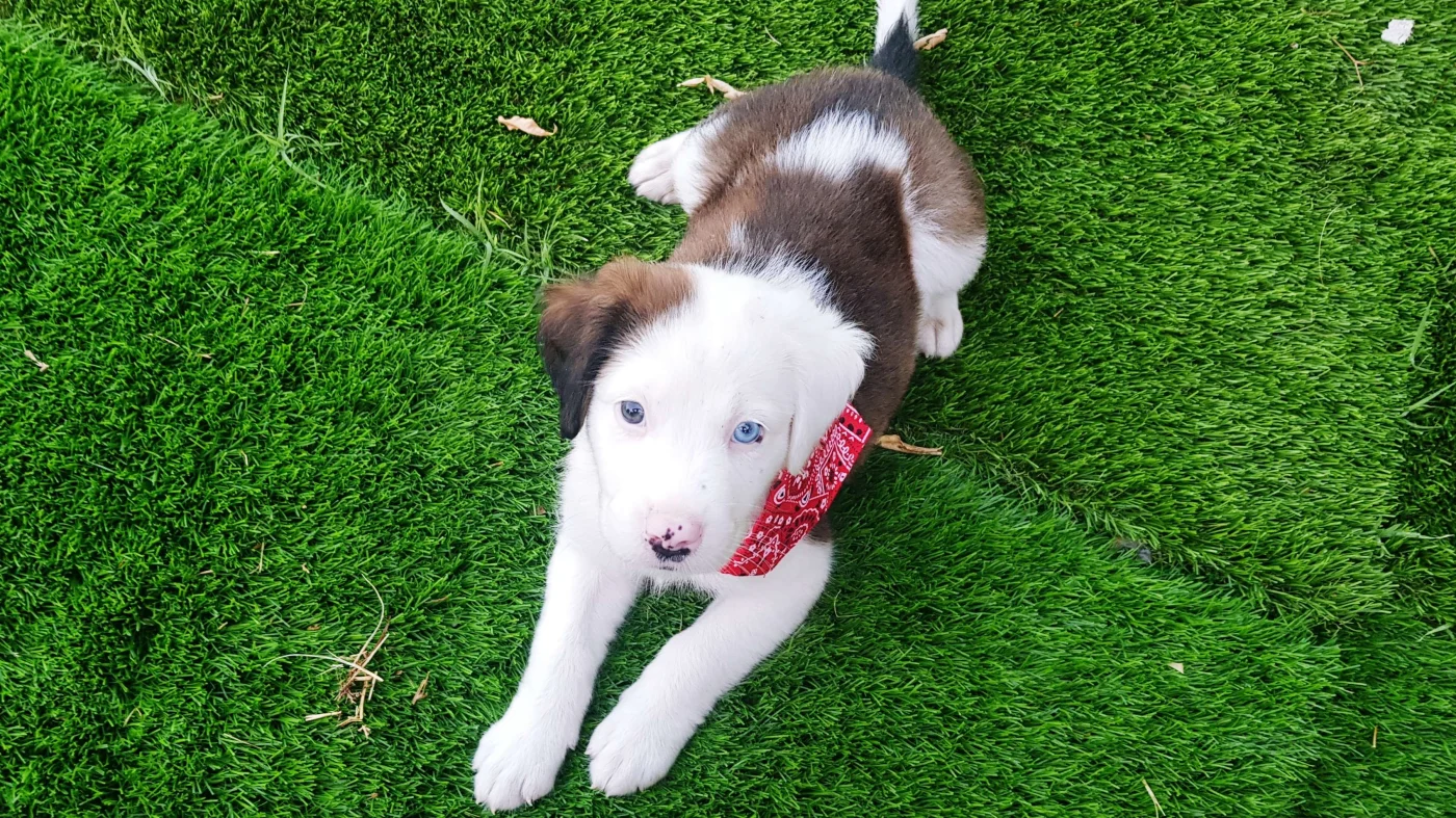 Dedicated Awning Installer - San Francisco Bay Area - The Home Living Company A puppy lies on green turf, looking up at the camera